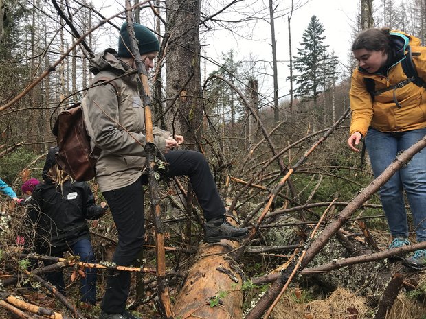 Person klettert über umgefallenen Baumstamm.