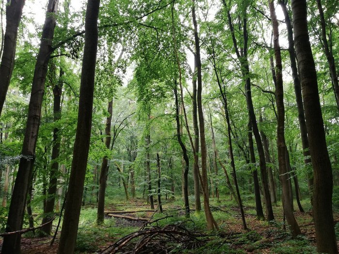 Blick in den Wald im Nationalpark Hainich. 