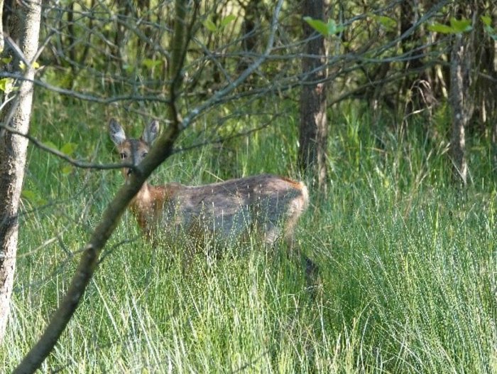 Damwild im Gebüsch