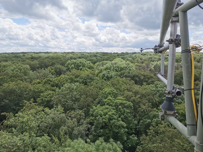 Blick vom Mast hochoben auf die Baumwipfel