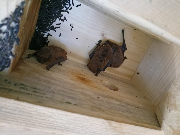 Zwei Mückenfledermäuse sitzen in einem Holzkasten.