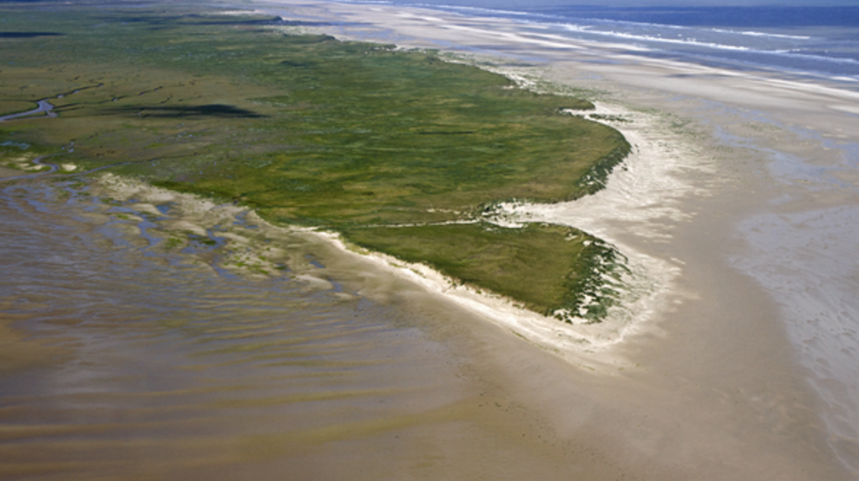 grünbewachsene Landzunge Nationalpark Niedersächsisches Wattenmeer