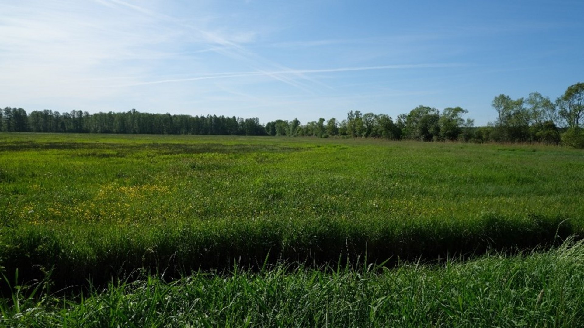 Weite Moorfläche in Raddusch, grüne Fläche bei blauem Himmel