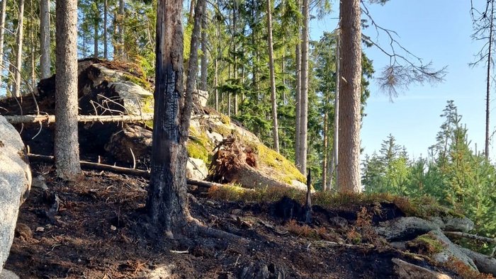 Foto: Benedikt Srb Bild vom Wald mit einigen Bäumen mit Brandflächen