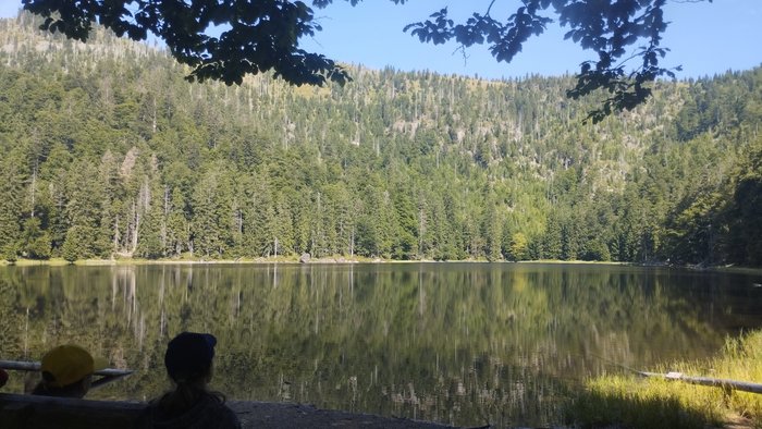 Blick auf den Rachelsee, Wald im Hintergrund