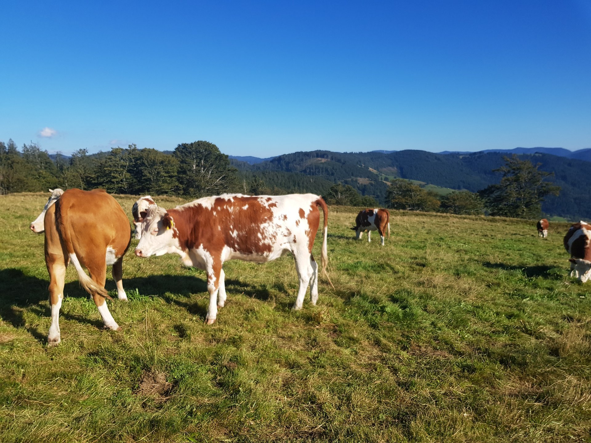Braun-weiß gefleckte Kühe stehen auf einer Bergwiese