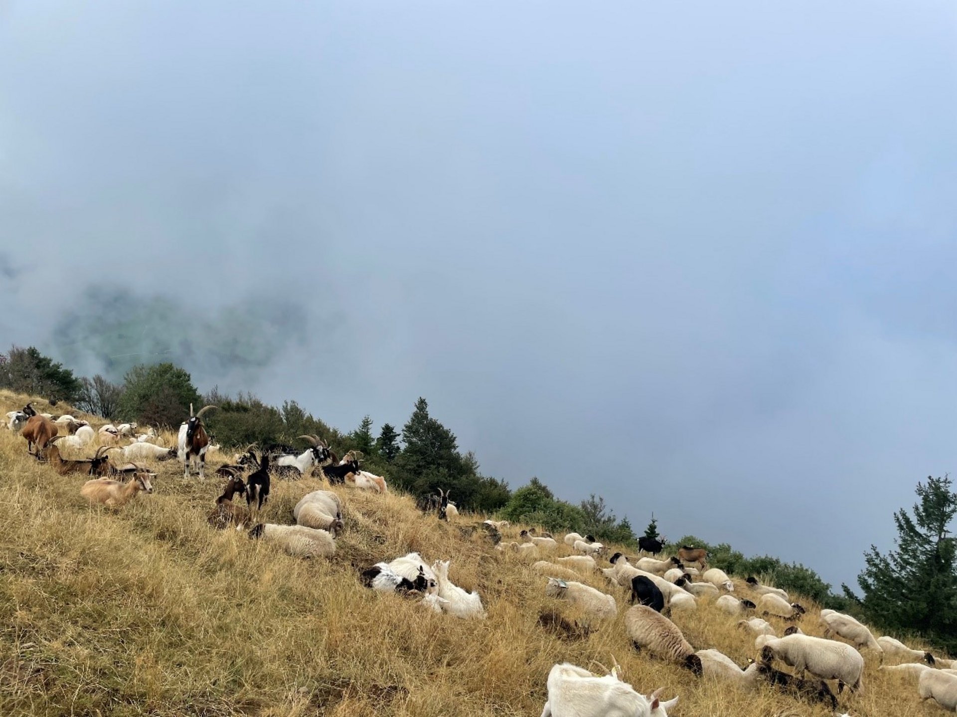 Blick auf Schafe auf einer Weide mit Nebel im Hintergrund.