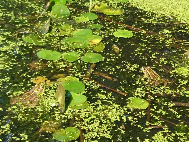 Im See sind Frösche auf den Wasserpflanzen sitzend zu sehen. 