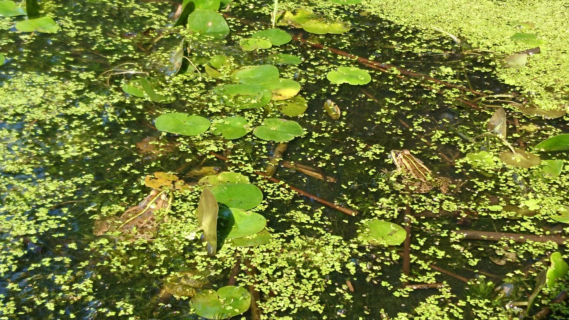 Im See sind Frösche auf den Wasserpflanzen sitzend zu sehen. 