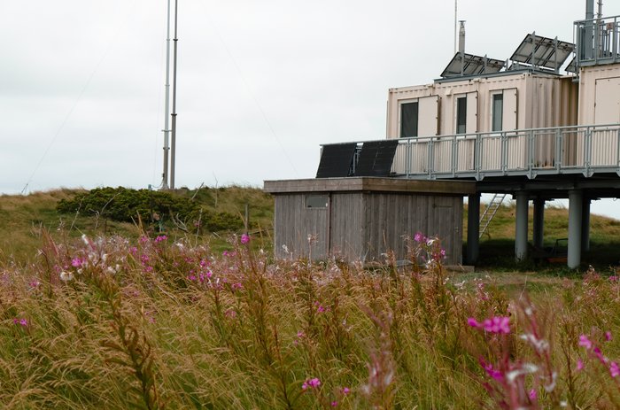 Wiese mit pinken Blüten im Vordergrund, dahinter eine Station aus Containern aufgebaut. 