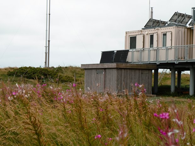 Wiese mit pinken Blüten im Vordergrund, dahinter eine Station aus Containern aufgebaut. 