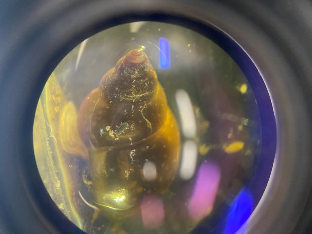 Unter dem Binokular kann man erkennen, dass sich auf der Wasserschnecke ein winziger Schwarzer Wasserspringer befindet.