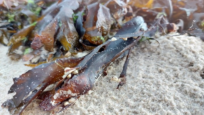 Seetang am Sandstrand