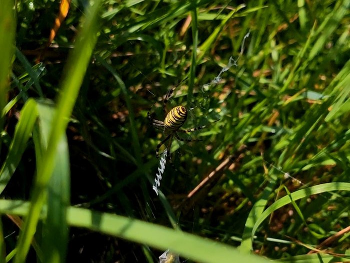 Wespenspinne im Netz, im Hintergrund Grashalme