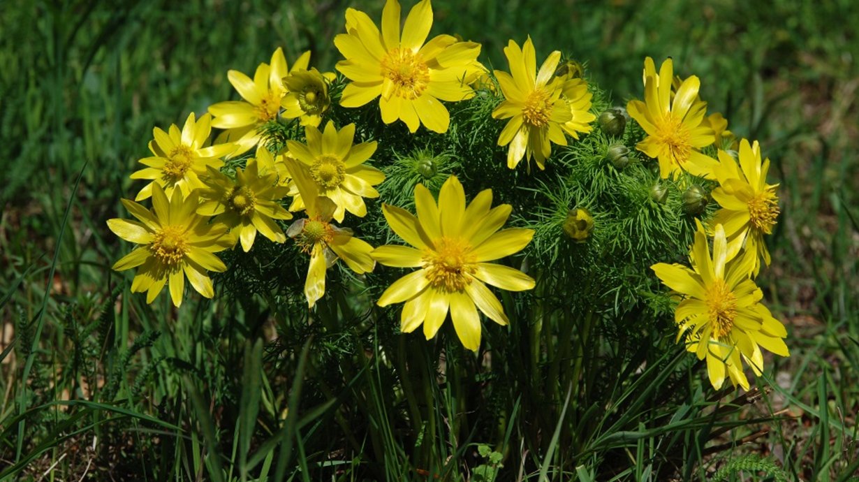 Adonisröschen - Pflanze mit vielen gelben Blüten