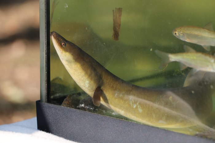 Ein Aal in einem kleinen Aquarium