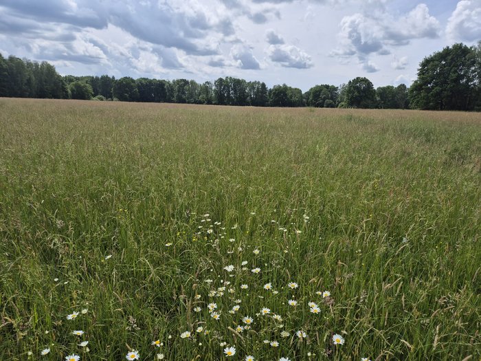 Grüne Wiese mit Waldrand im Hintergrund. Im Vordergrund sind weiße Blüten zu sehen.