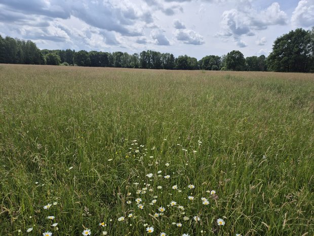 Grüne Wiese mit Waldrand im Hintergrund. Im Vordergrund sind weiße Blüten zu sehen.