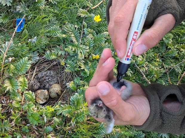 Markieren eines Seeschwalben-Kükens durch Bemalen des Gefieders am Bauch