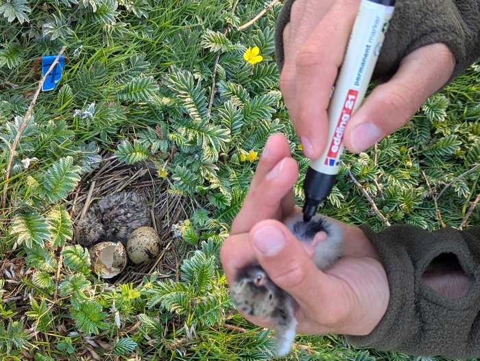 Foto: Miriam Fink Markieren eines Seeschwalben-Kükens durch Bemalen des Gefieders am Bauch