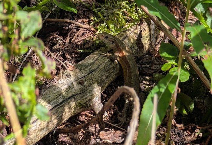 Eidechse klettert auf einen Ast auf dem Waldboden.