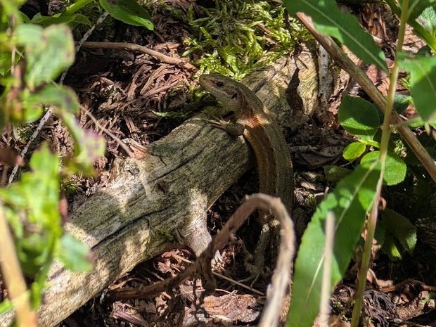 Eidechse klettert auf einen Ast auf dem Waldboden.
