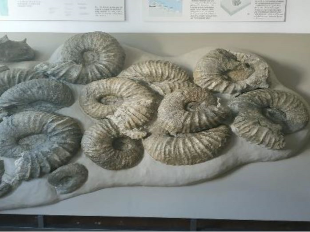 Blick auf eine Ausstellungsfläche mit Riesenammoniten