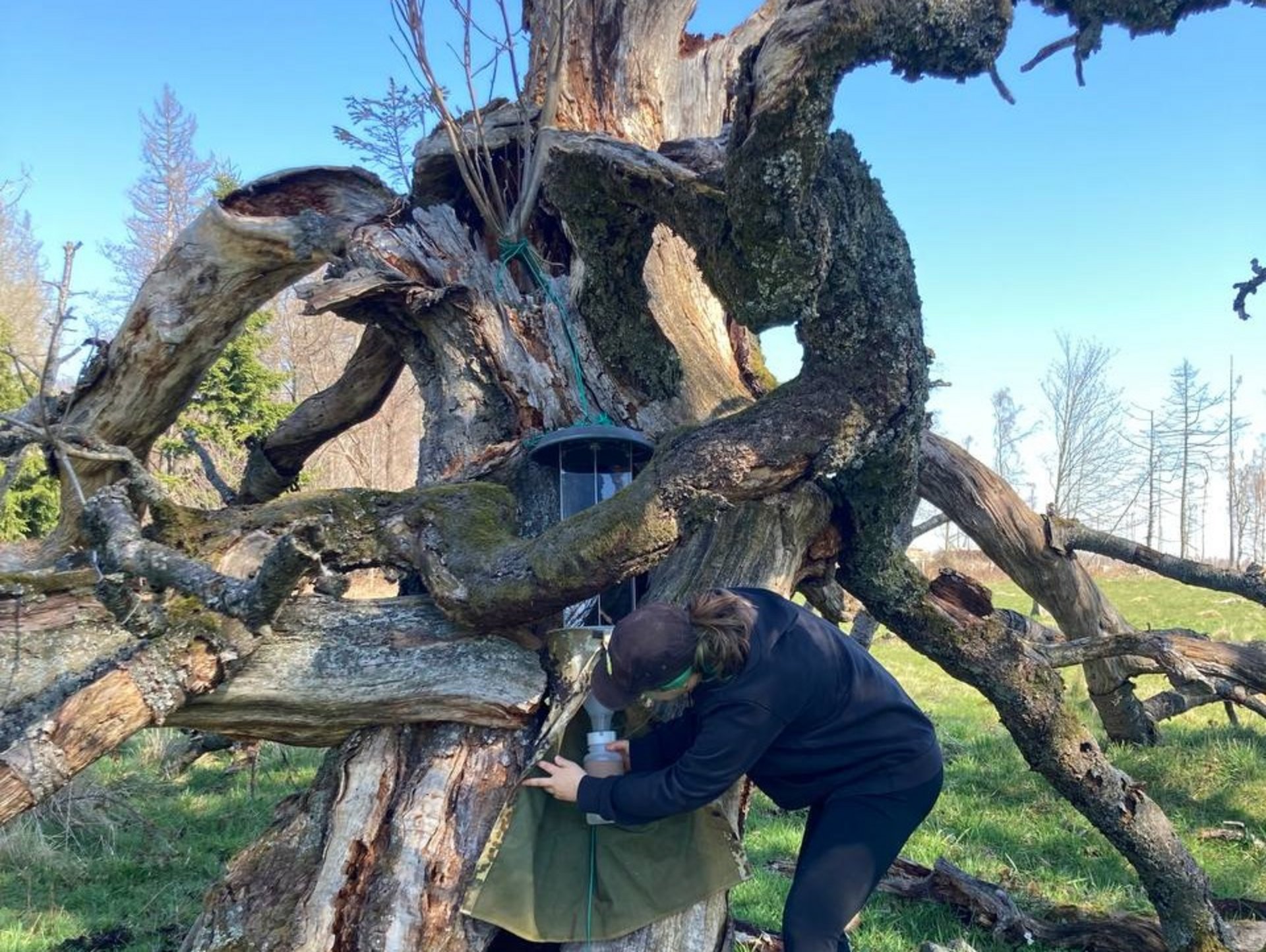 Foto: Andreas Marten Dana Fabienne Liebke beim leeren einer Insektenfalle für das Xylobionten-Monitoring.