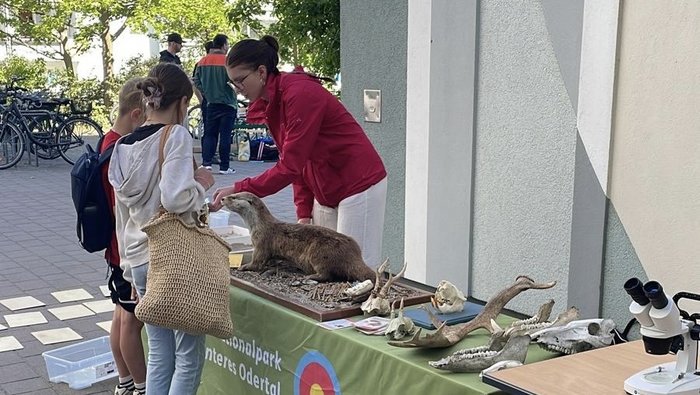 Die Praktikantin beugt sich über den Stand um zwei Kindern etwas zu erklären. Neben ihr auf dem Stand liegen verschiedene Schädelknochen von Tieren und ein präparierter Fischotter.