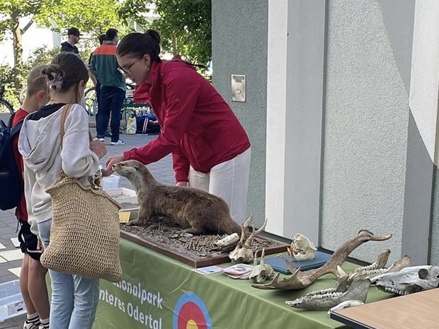 Die Praktikantin beugt sich über den Stand um zwei Kindern etwas zu erklären. Neben ihr auf dem Stand liegen verschiedene Schädelknochen von Tieren und ein präparierter Fischotter.