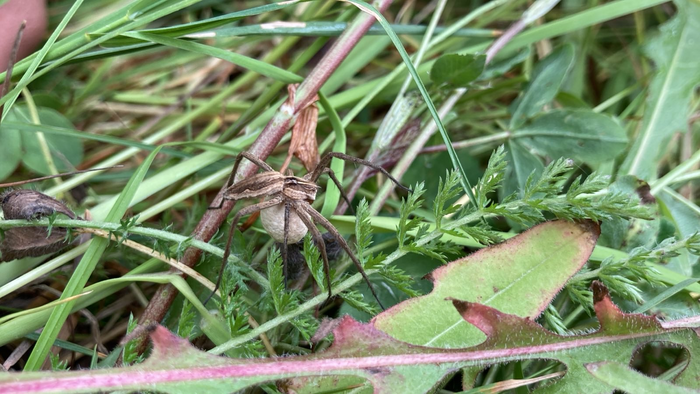 Eine Spinne im Rasen