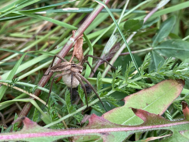Foto: Tom Böhme Eine Spinne im Rasen