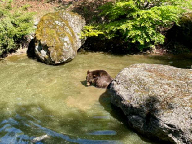Ein Bär auf einer Wiese zwischen zwei Felsen