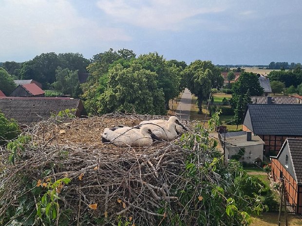 Storchenjunge in ihrem Horst über den Dächern von Rühstädt.