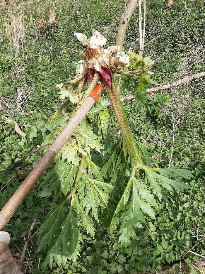 Bild: Riesenbärenklau