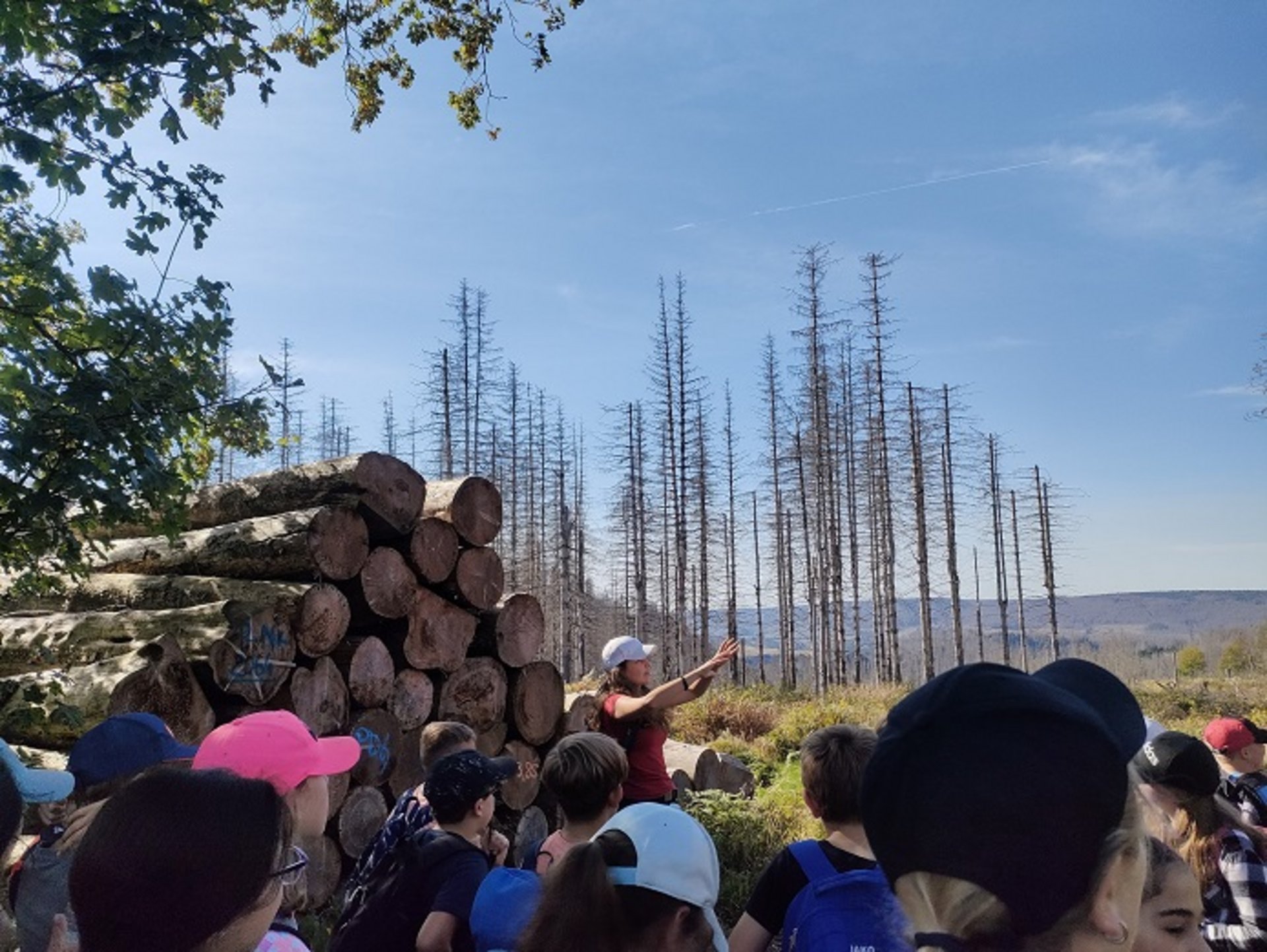 Eine Gruppe Wanderer betrachtet Totholz-Fichten