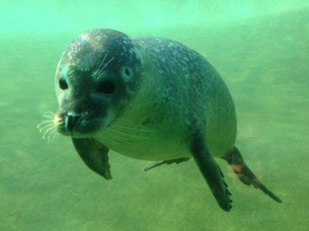 Foto: Henriette Busch Seehund im Wasser
