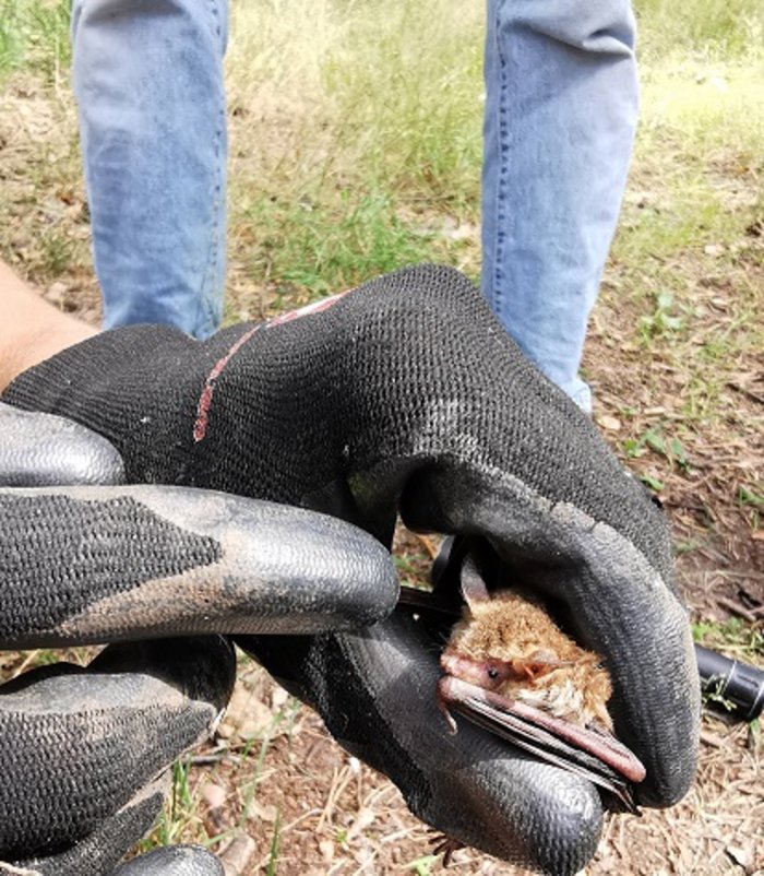 Fledermaus im Handschuh