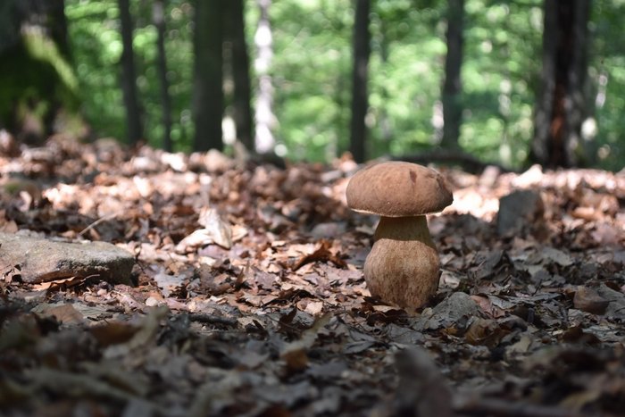 Nahaufnahme eines Pilzes zwischen Laubblättern.