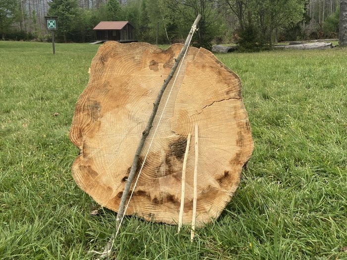 Ein abgesägter Baumstamm wo die Schnittfläche am Stamm zu sehen ist