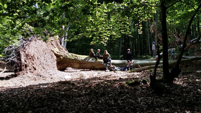 Kinder spielen auf umgestürztem Baum